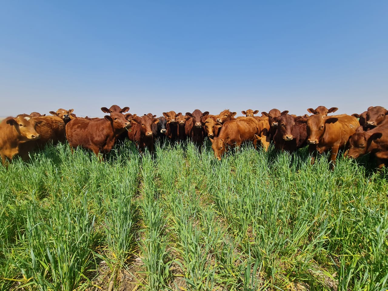 View of strip cropping field