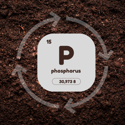 Image of phosphorus cycle