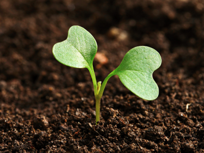 Hand holding fresh seedling