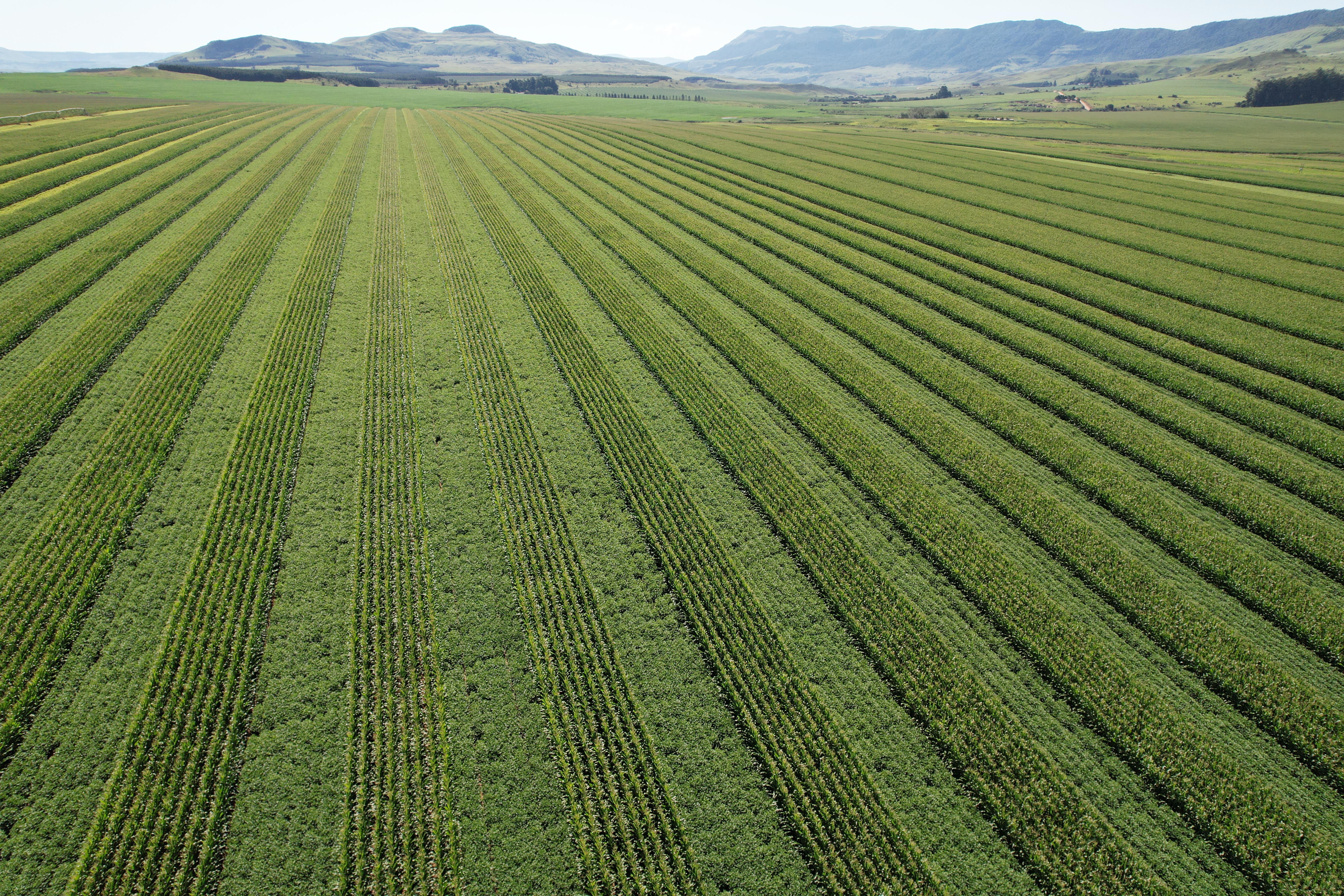 View of strip cropping field