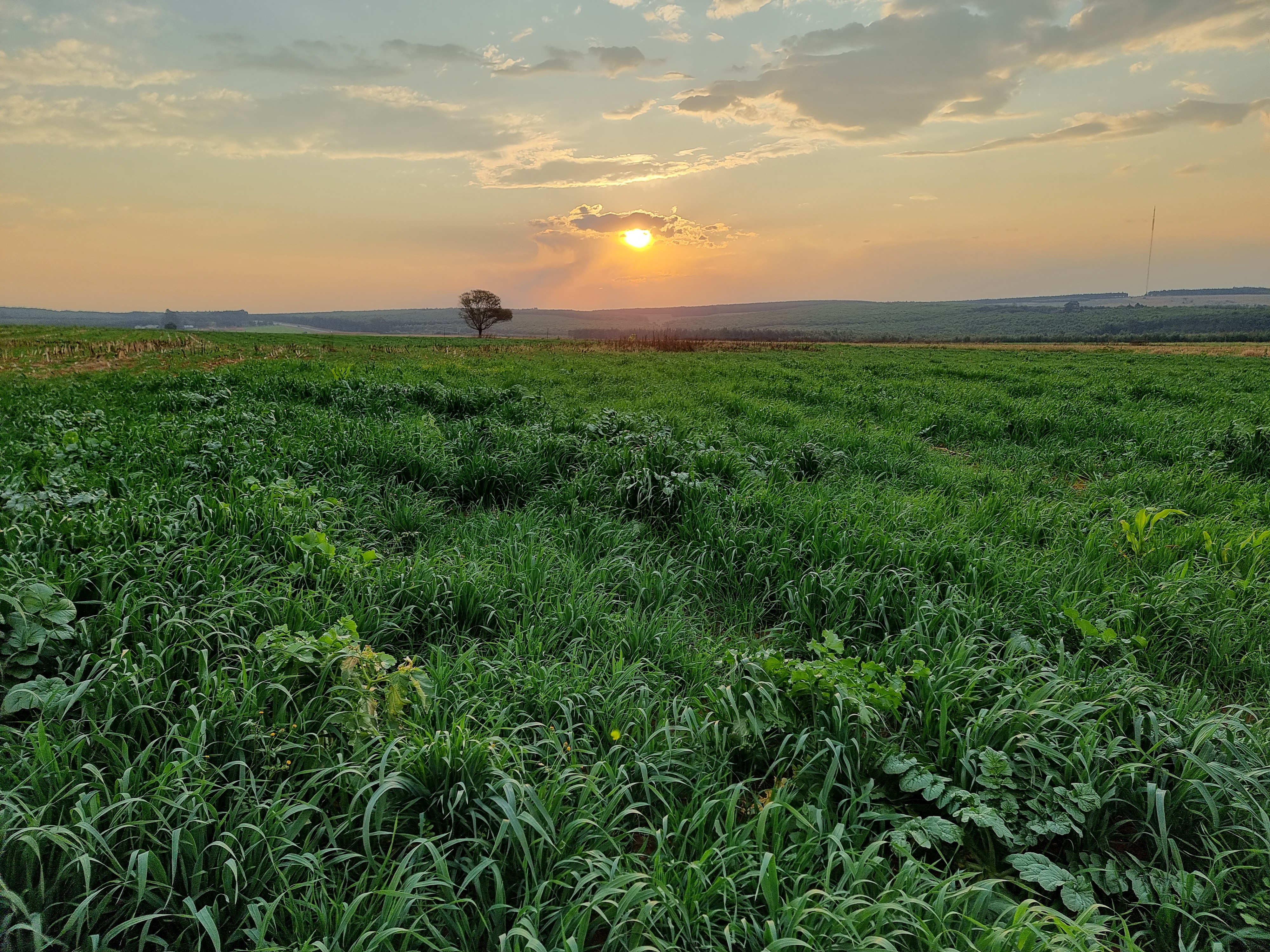 View of strip cropping field