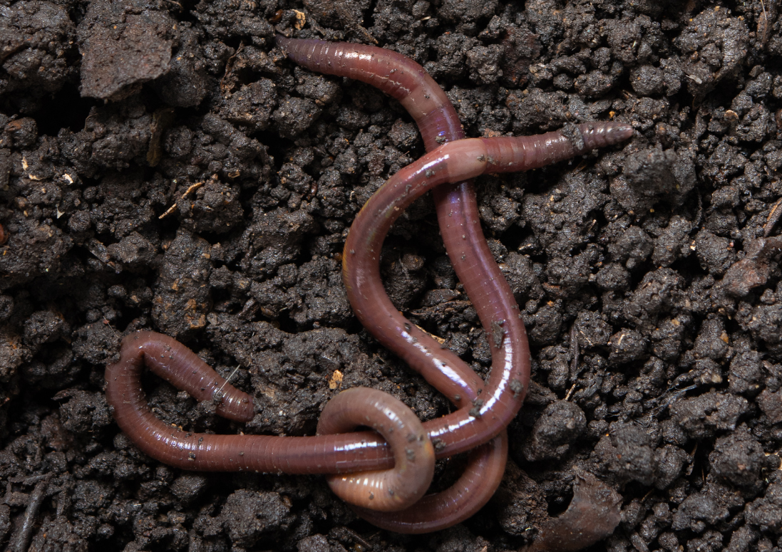 Image of intertwined worms on fresh soil